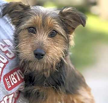 Photo of Browny