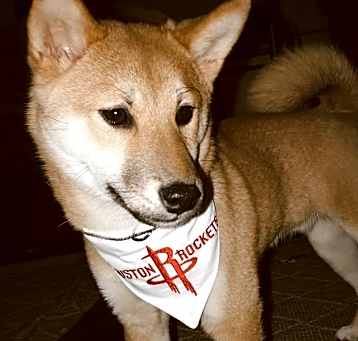 Photo of Bandit