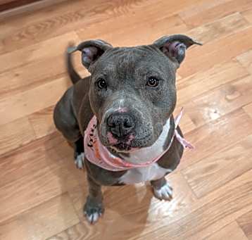 Photo of Cookie