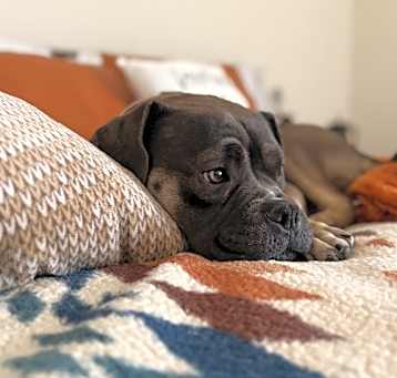 Photo of Bailey