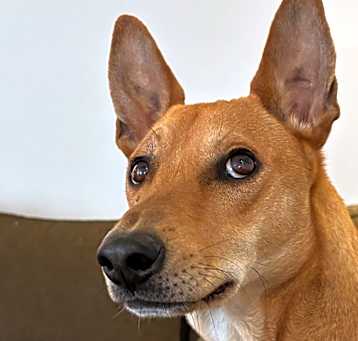 Photo of Ollie