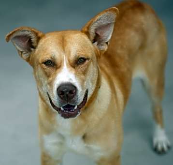 Photo of Bo-Peep
