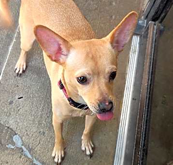 Photo of Peanut Brittle