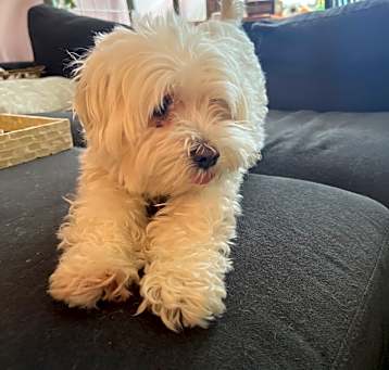 Photo of Aiko