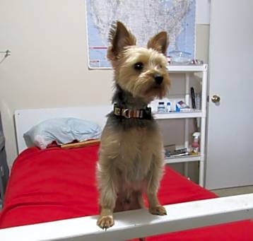 Photo of Kiwi