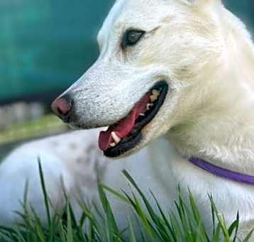 Photo of Freyja