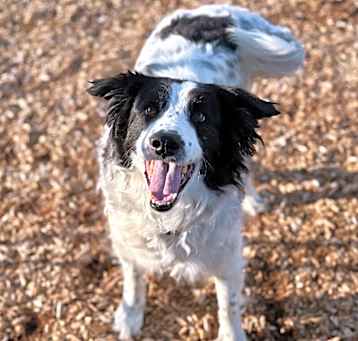 Photo of Koby