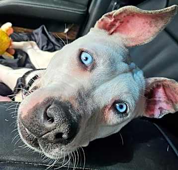 Photo of LEXIE