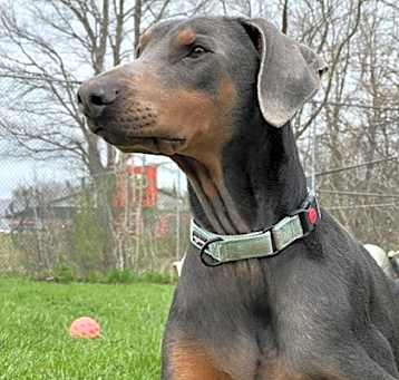 Photo of Blue