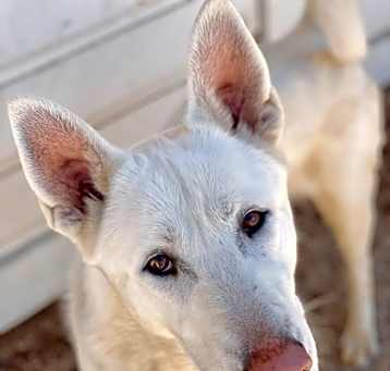 Photo of Tyr