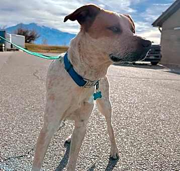Photo of ROSKO