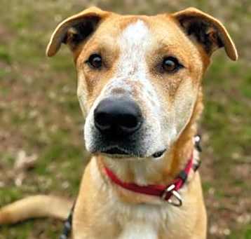 Photo of Mack - Available in Foster