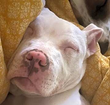 Photo of G2 Pudgie Pie Luna Rose
