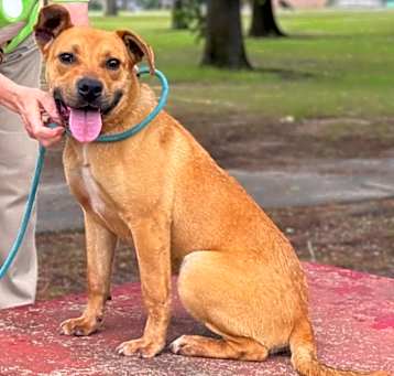 Photo of Petey (PBPD)