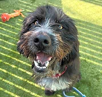 Photo of Archie