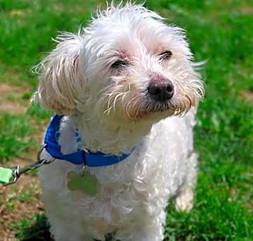 Photo of Biscuit