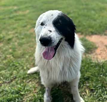 Photo of Hugo ATX