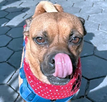 Photo of Bruno