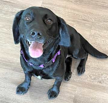 Photo of Abby