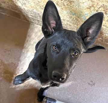 Photo of Vador