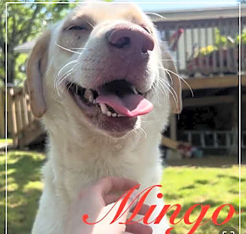 Photo of Mingo 