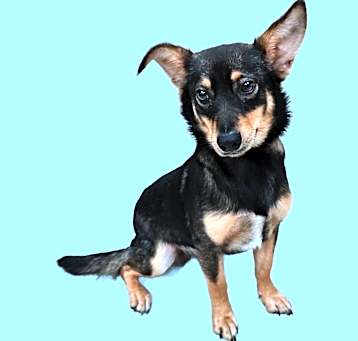 Photo of Coconut