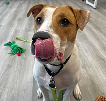 Photo of Baxter