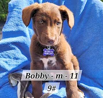 Photo of Bobby