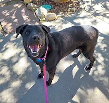 Photo of Sadie