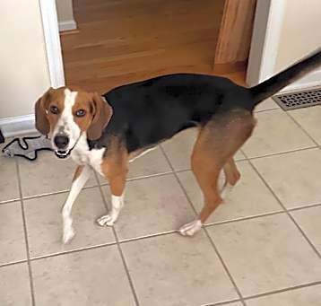 Photo of Cookie