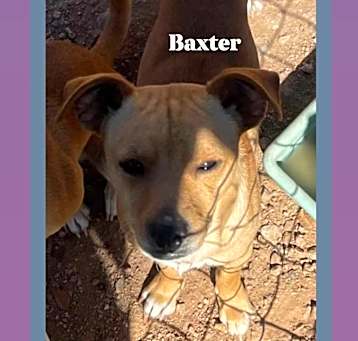 Photo of Baxter