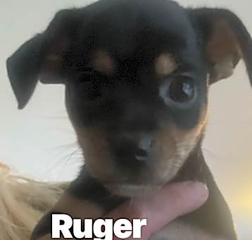 Photo of Ruger