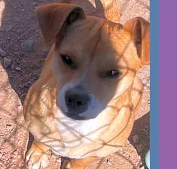 Photo of Bruiser