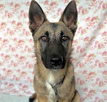 Photo of Shelby