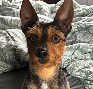 Photo of Bam Bam