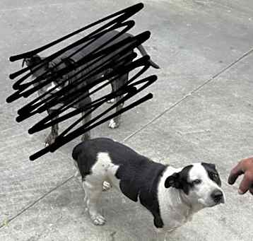 Photo of Annie