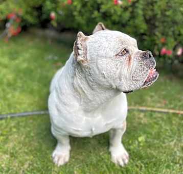 Photo of Biscuit