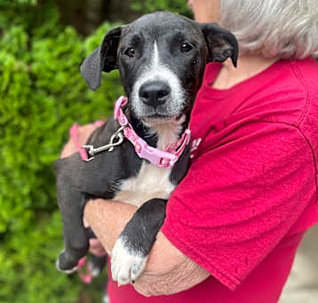 Photo of Bessie