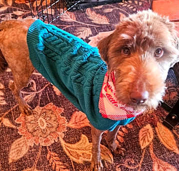 Photo of Sully