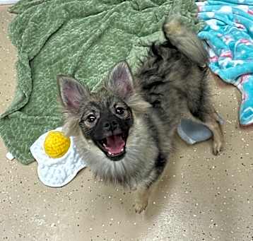 Photo of Waffle