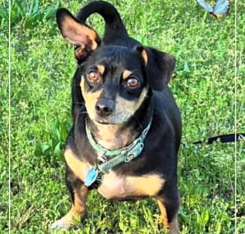 Photo of Snickers