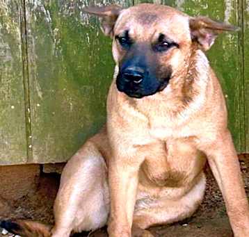 Photo of Schatzi
