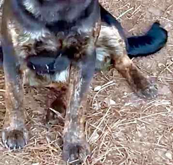 Photo of Gretel