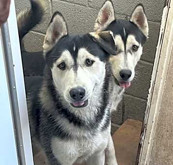 Photo of Dutch / Juno