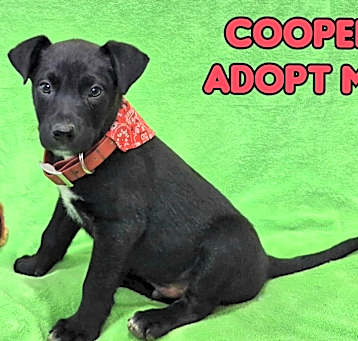 Photo of Cooper