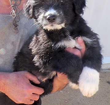 Photo of FARM PUPS A