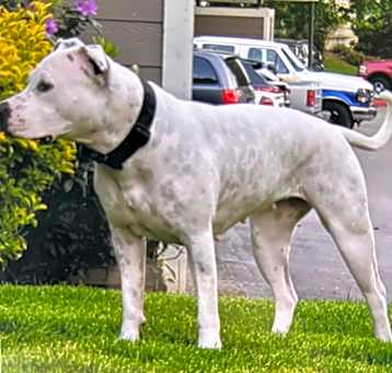 Photo of Freya