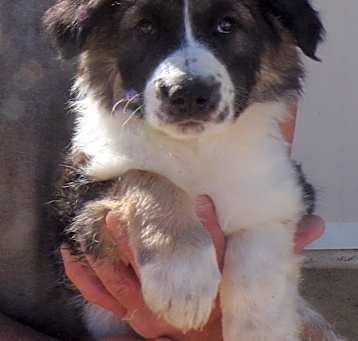 Photo of FARM PUPS B
