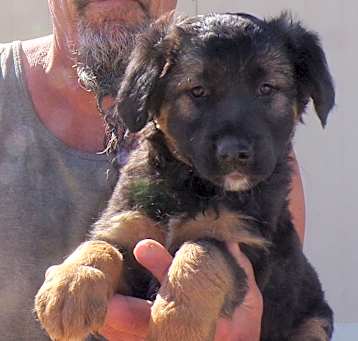 Photo of FARM PUPS C