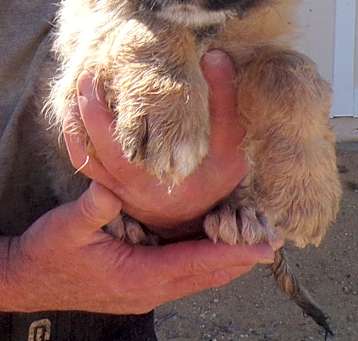 Photo of FARM PUPS D
